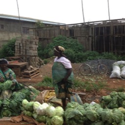 Dschang market - Huge cabbages and vegetables in the market...