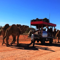Camel Train with Tourists on Road
